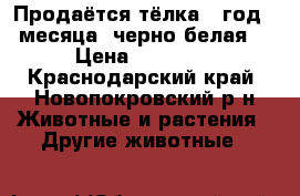 Продаётся тёлка 1 год 4 месяца, черно-белая. › Цена ­ 40 000 - Краснодарский край, Новопокровский р-н Животные и растения » Другие животные   